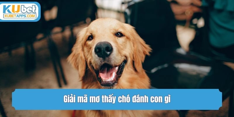 Giải mã mơ thấy chó đánh con gì